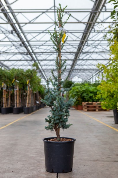 Кедр ліванський Glauca - 5л/вис.70-80см/Ø30-40см